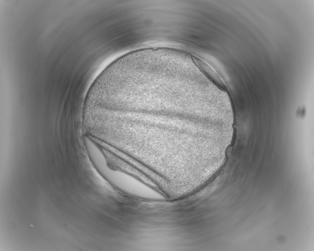 X0000090441244200708102020