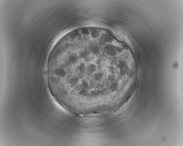 X0000090441247200708102020