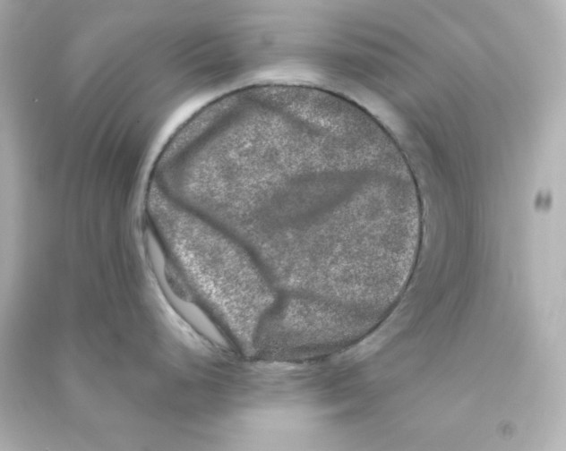 X0000090441248200708102020