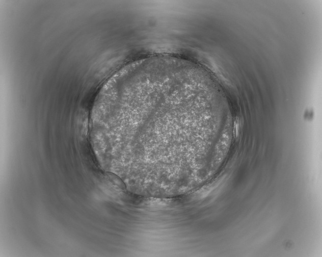 X0000090441251200708102020