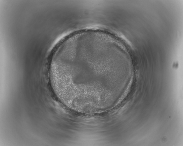 X0000090441256200708102019