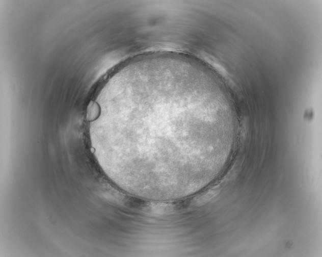 X0000090441258200708102019