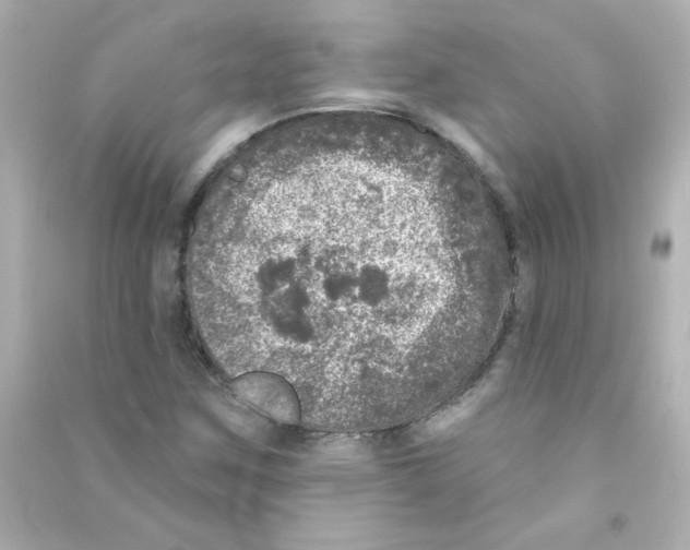 X0000090441259200708102019