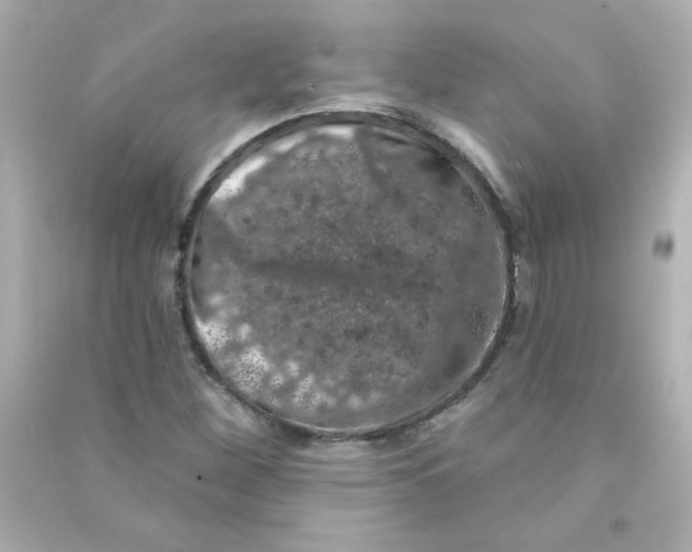 X0000090441260200708102019