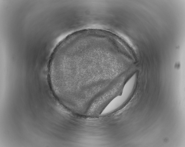 X0000090441264200708102019