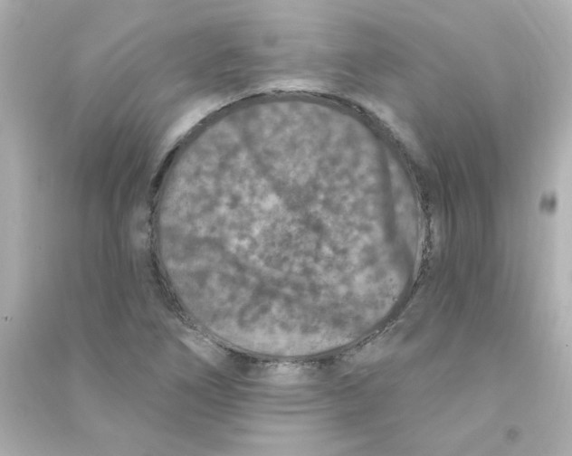 X0000090441266200708102019