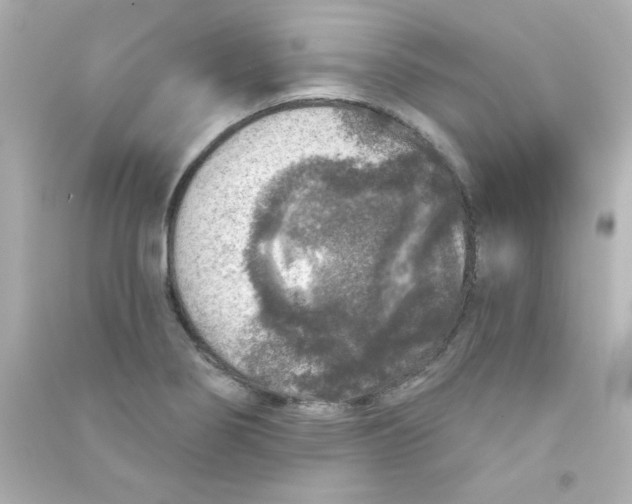 X0000090441274200708102019