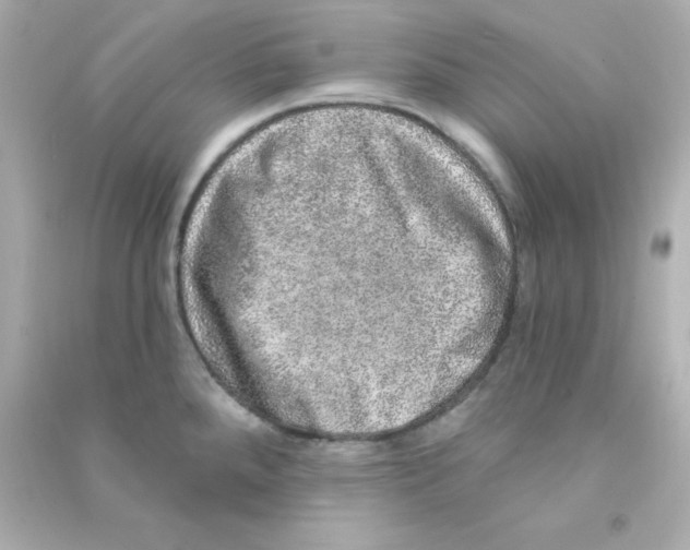 X0000090441288200708102019