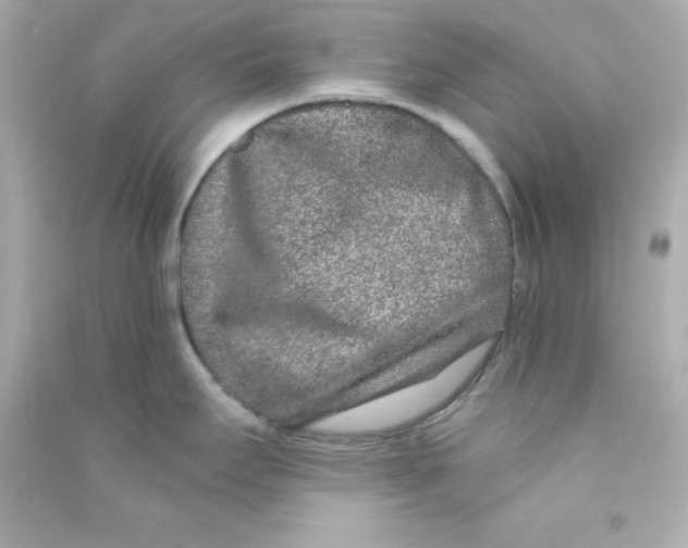 X0000090441295200708102019