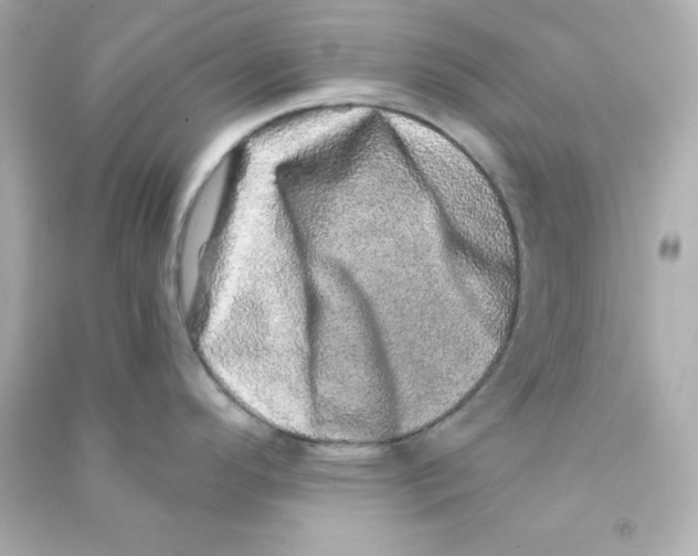 X0000090441296200708102019
