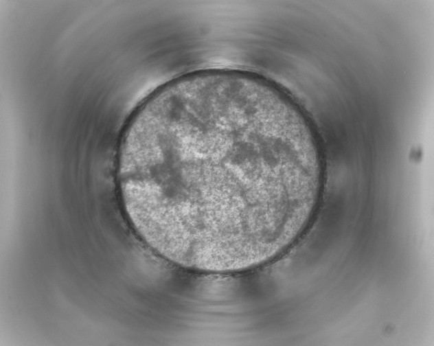 X0000090441314200708102018