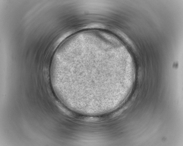 X0000090441321200708102019