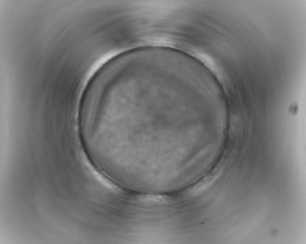 X0000090441331200708102019