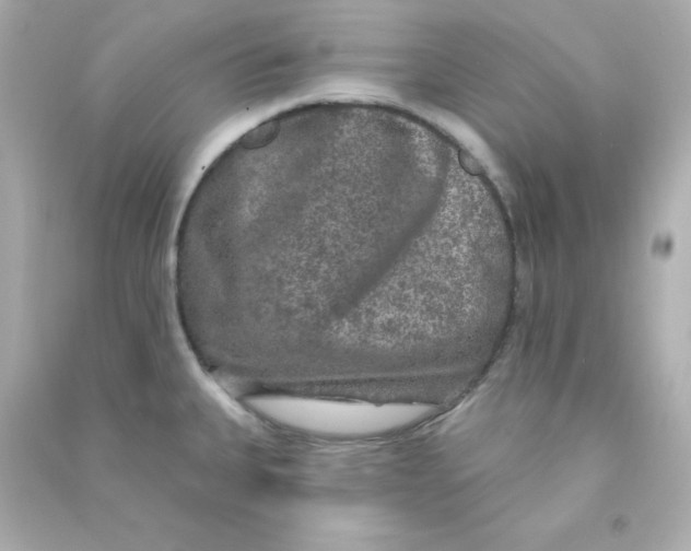X0000090441335200708102019