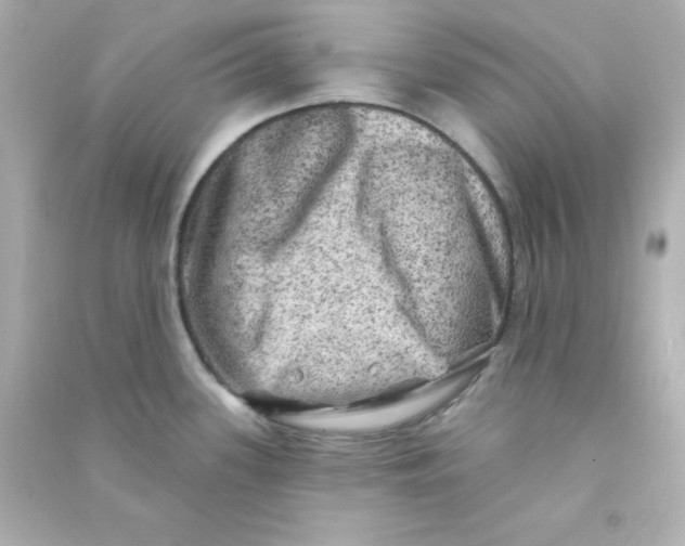 X0000090441339200708102019
