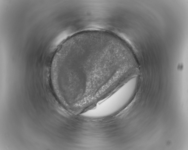 X0000090441355200708102018