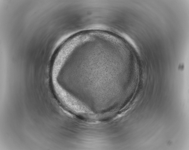 X0000090441364200708102018