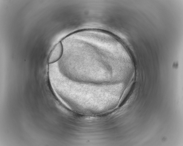 X0000090441366200708102018