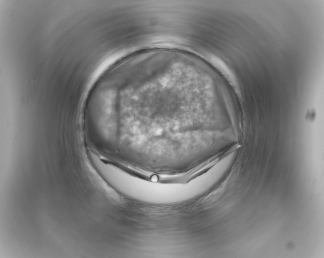 X0000090441384200708102018