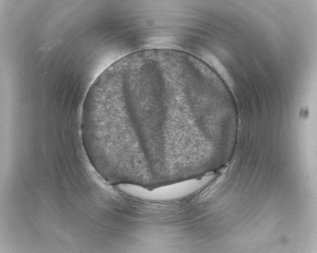 X0000090441386200708102018