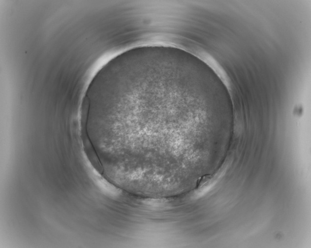 X0000090441388200708102018