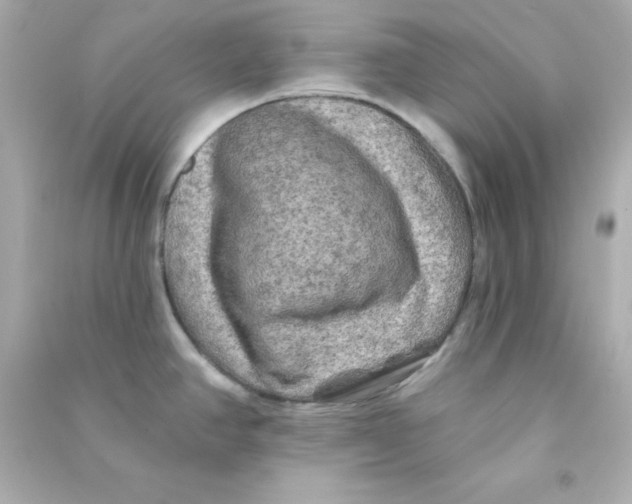 X0000090441390200708102018