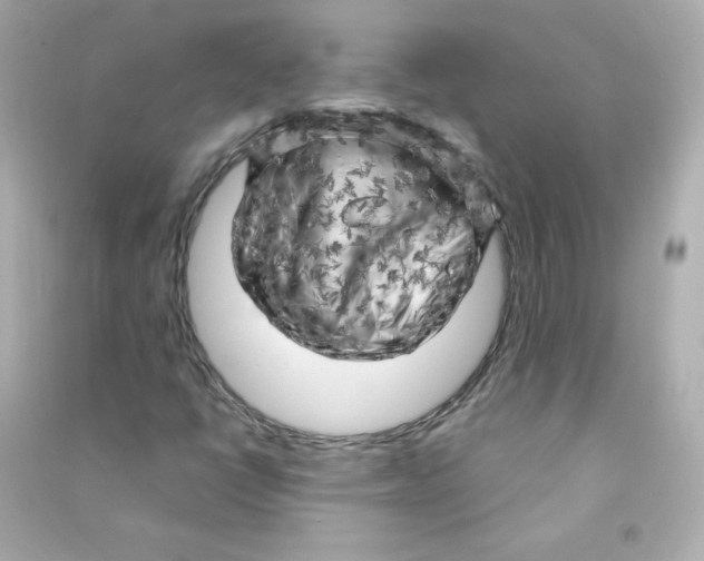 X0000090441398200708102017