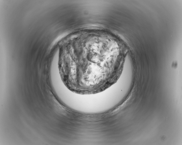 X0000090441402200708102017