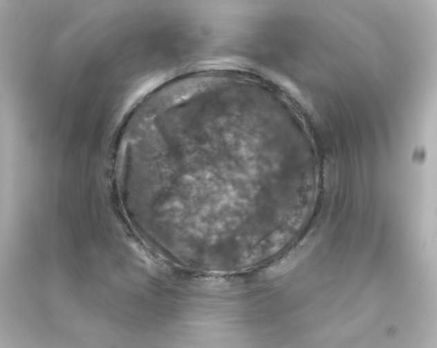 X0000090441405200708102017