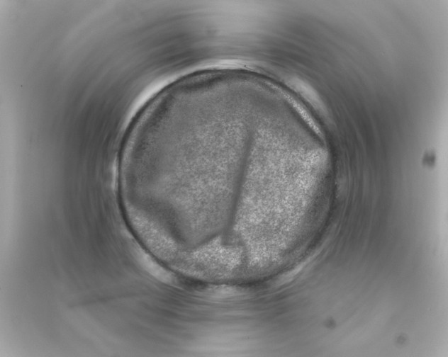 X0000090441420200708102017