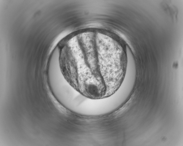 X0000090441426200708102017