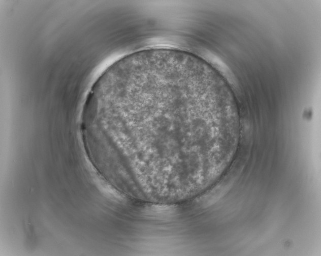 X0000090441427200708102017