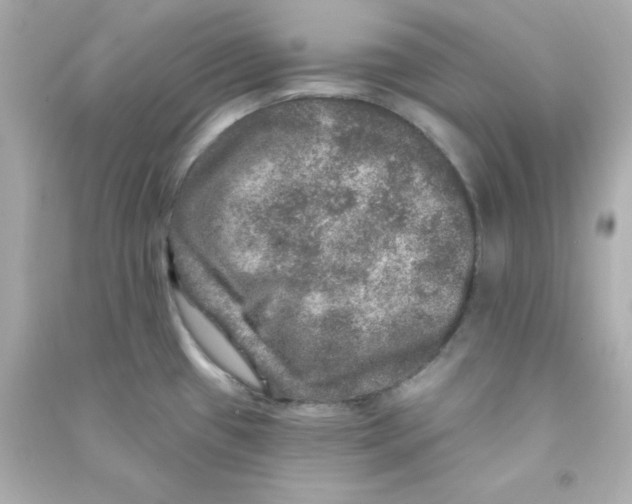 X0000090441433200708102017