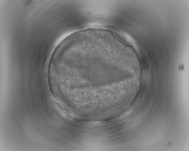 X0000090441435200708102018