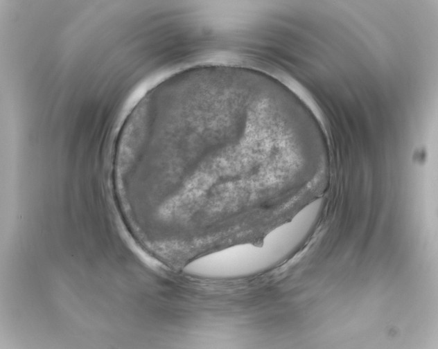 X0000090441437200708102018