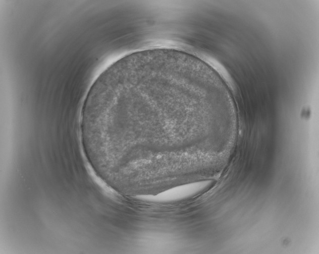 X0000090441439200708102018