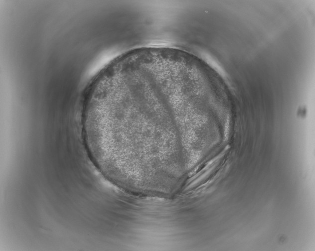 X0000090441456200708102017