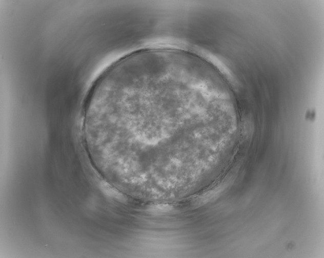 X0000090441462200708102017