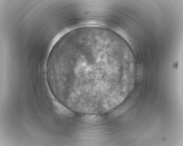 X0000090441474200708102016