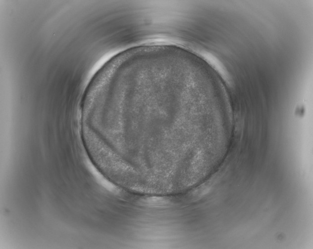 X0000090441476200708102016