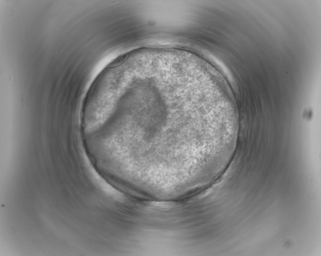 X0000090441483200708102016