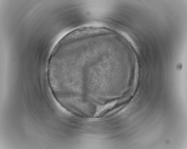 X0000090441484200708102016