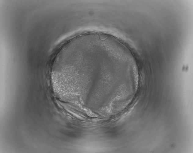 X0000090441494200708102016