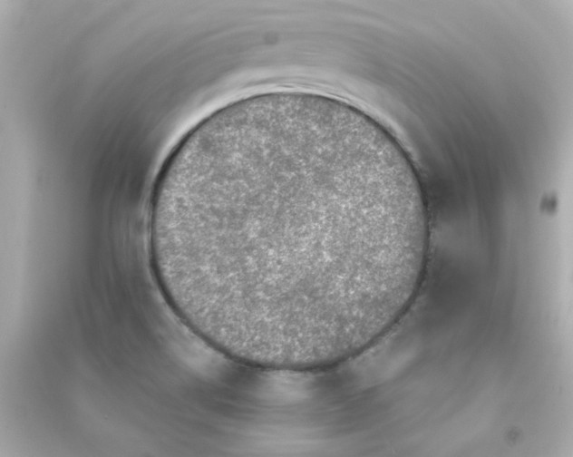 X0000090441514200708102016