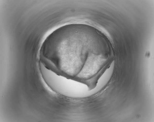 X0000090441528200708102016