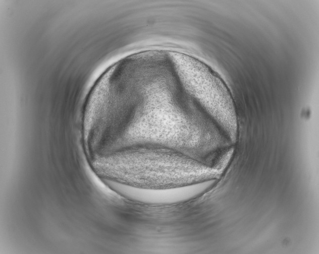 X0000090441531200708102016