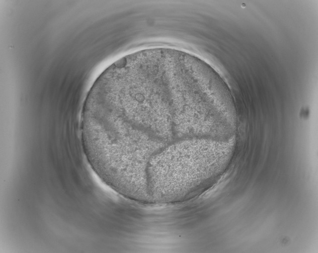 X0000090441535200708102016