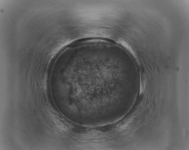 X0000090450387200707131233