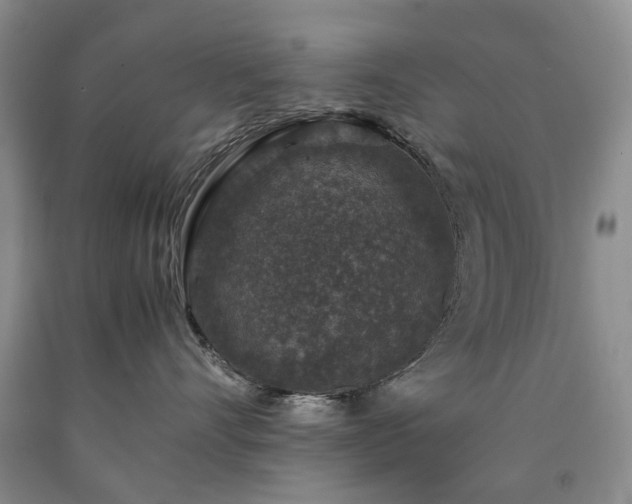 X0000090450528200707201316