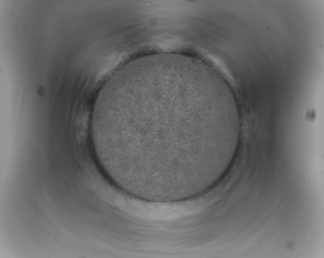 X0000090450018200707272225